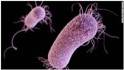 bakterie Pseudomonas